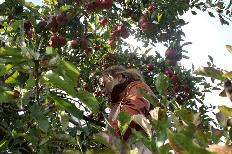 Evelien hoog in de boom tussen de appels
