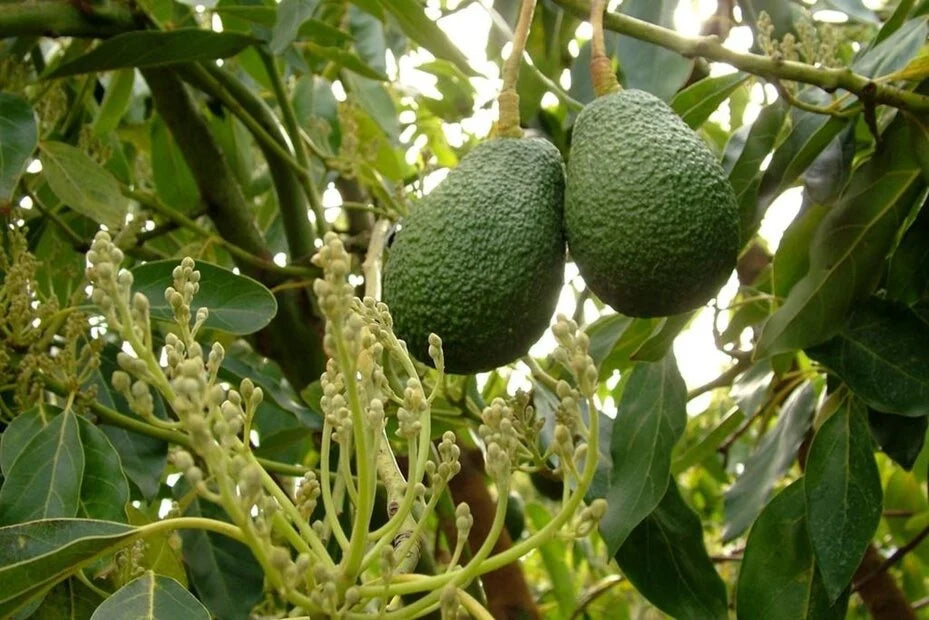 Avocadozeep