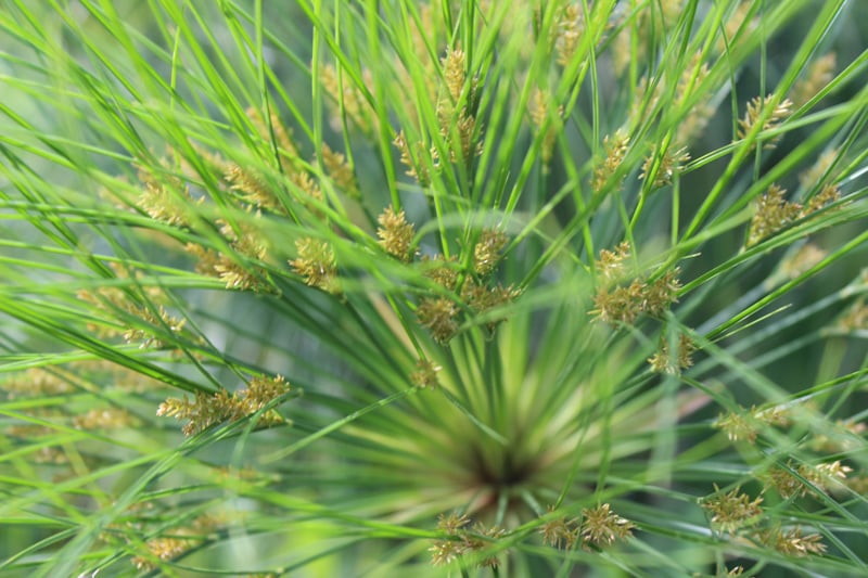 Botanische Tuinenzeep nr. 1