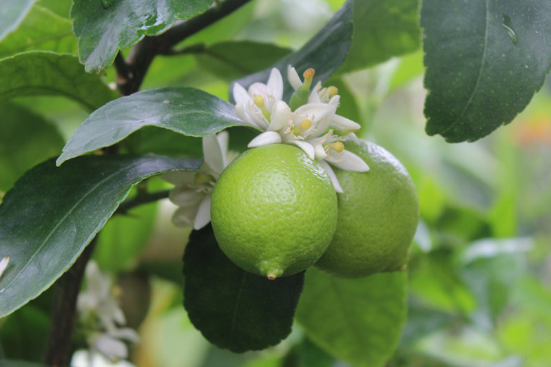 Bergamot bloesem