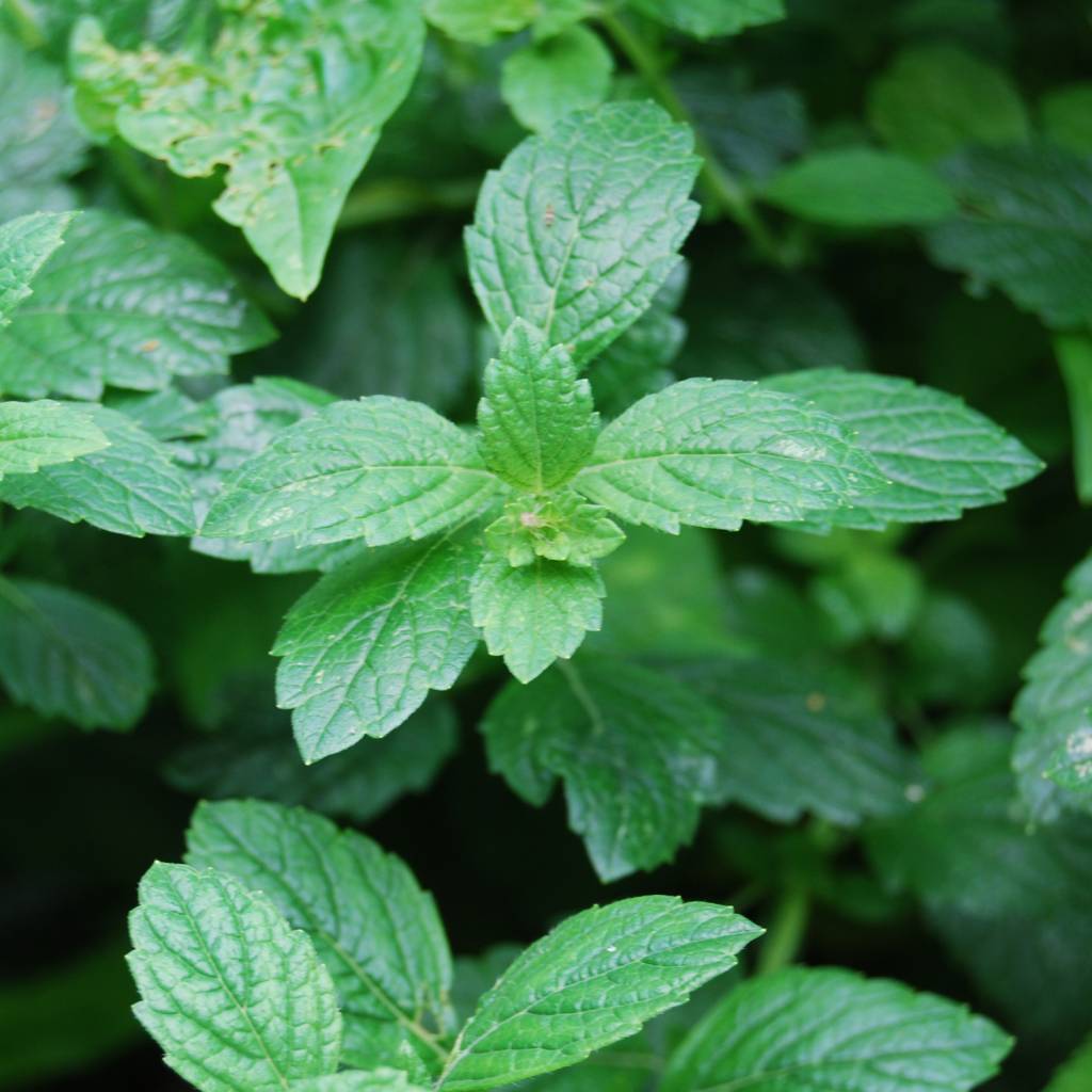 Groene kleizeep