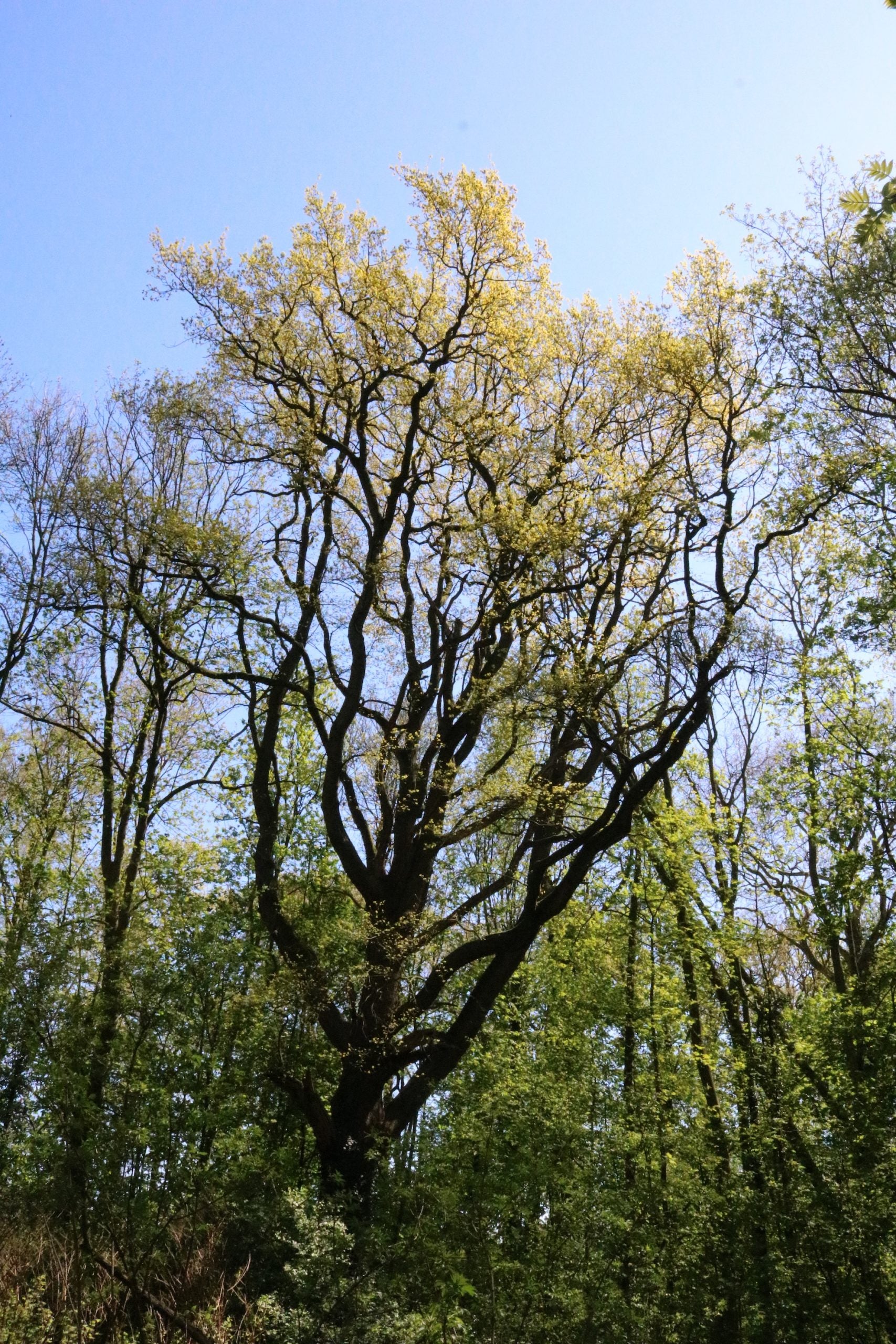 Quarantaine in het bos