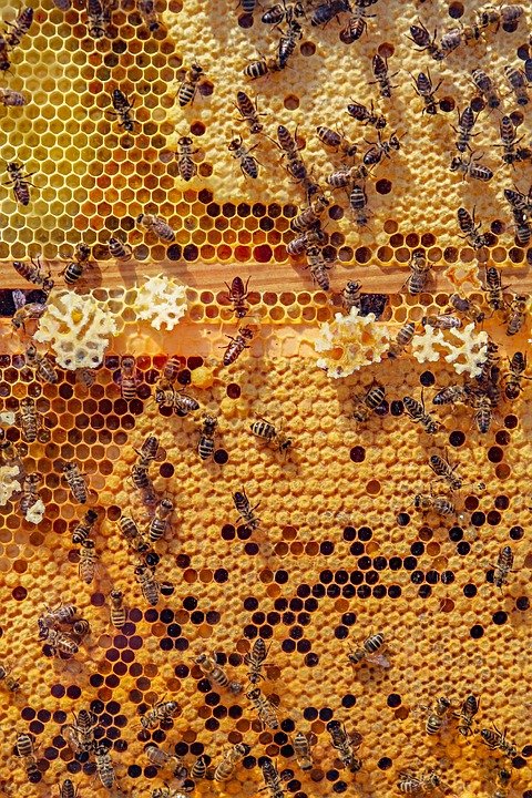 Werfzeep honingzeep bijen biologische honing