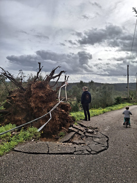 Stormzeep voor nieuwe bomen in Portugal