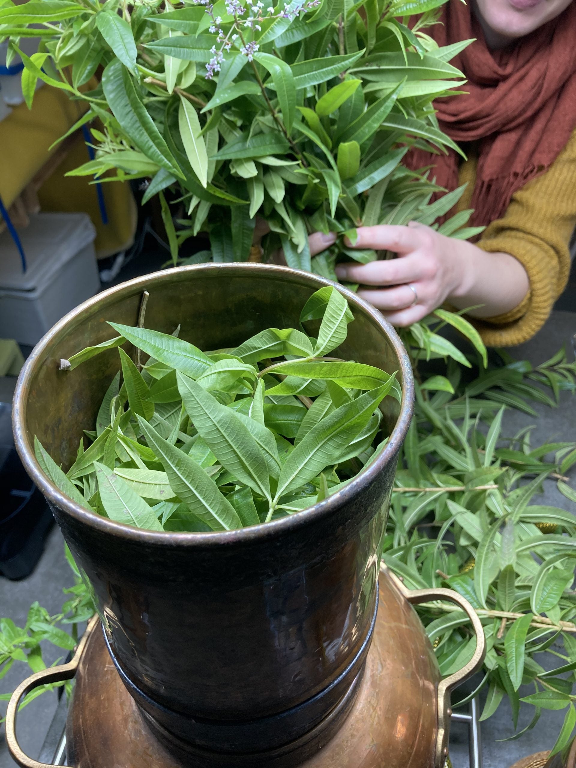 Werfzeep hydrolaat stoken verbena Botanische Tuinen II
