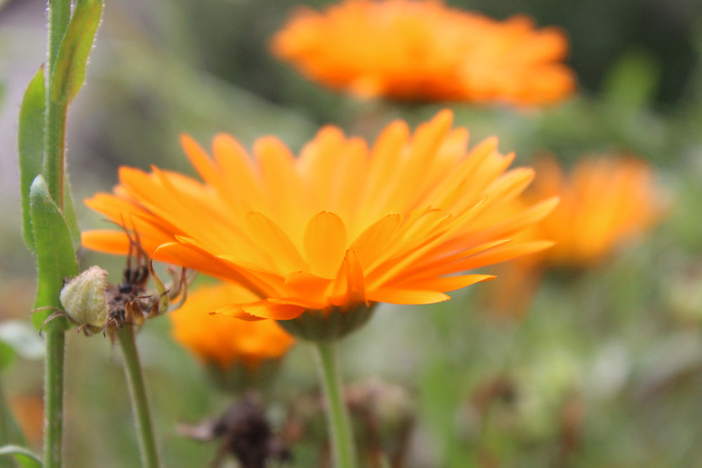 Calendulabloem