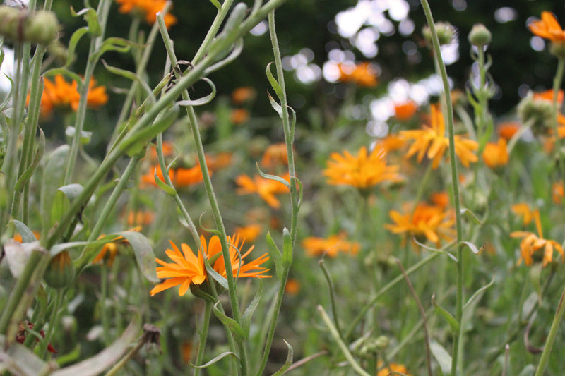 Zeep van de maand: calendulazeep