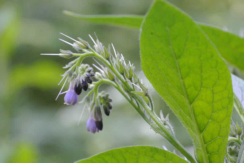 Symphytum officinale / Smeerwortel in onze kruidentuin