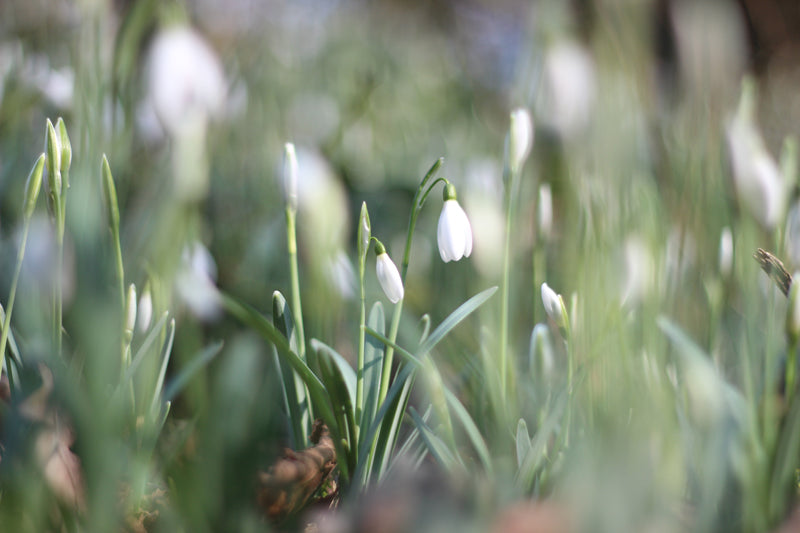 Sneeuwklokjes in het Wickenburghse bos