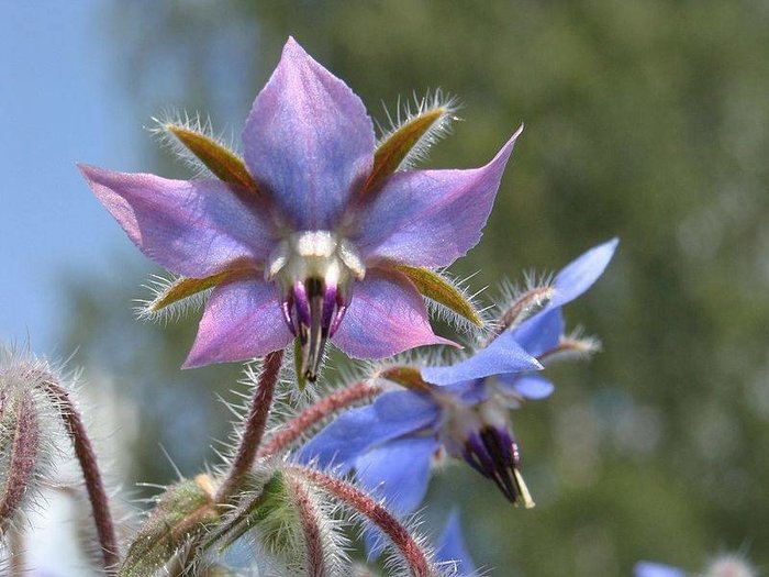 close up van de blauw paarse borage bloem