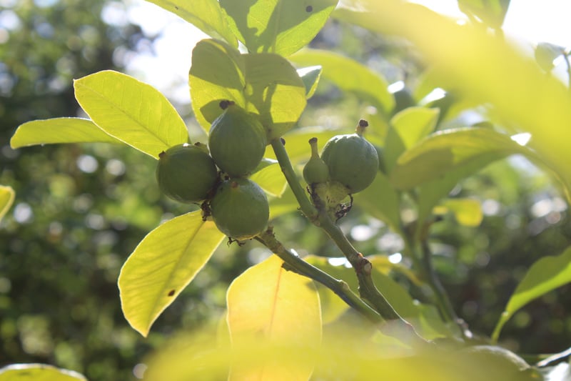 Botanische Tuinenzeep nr. 2