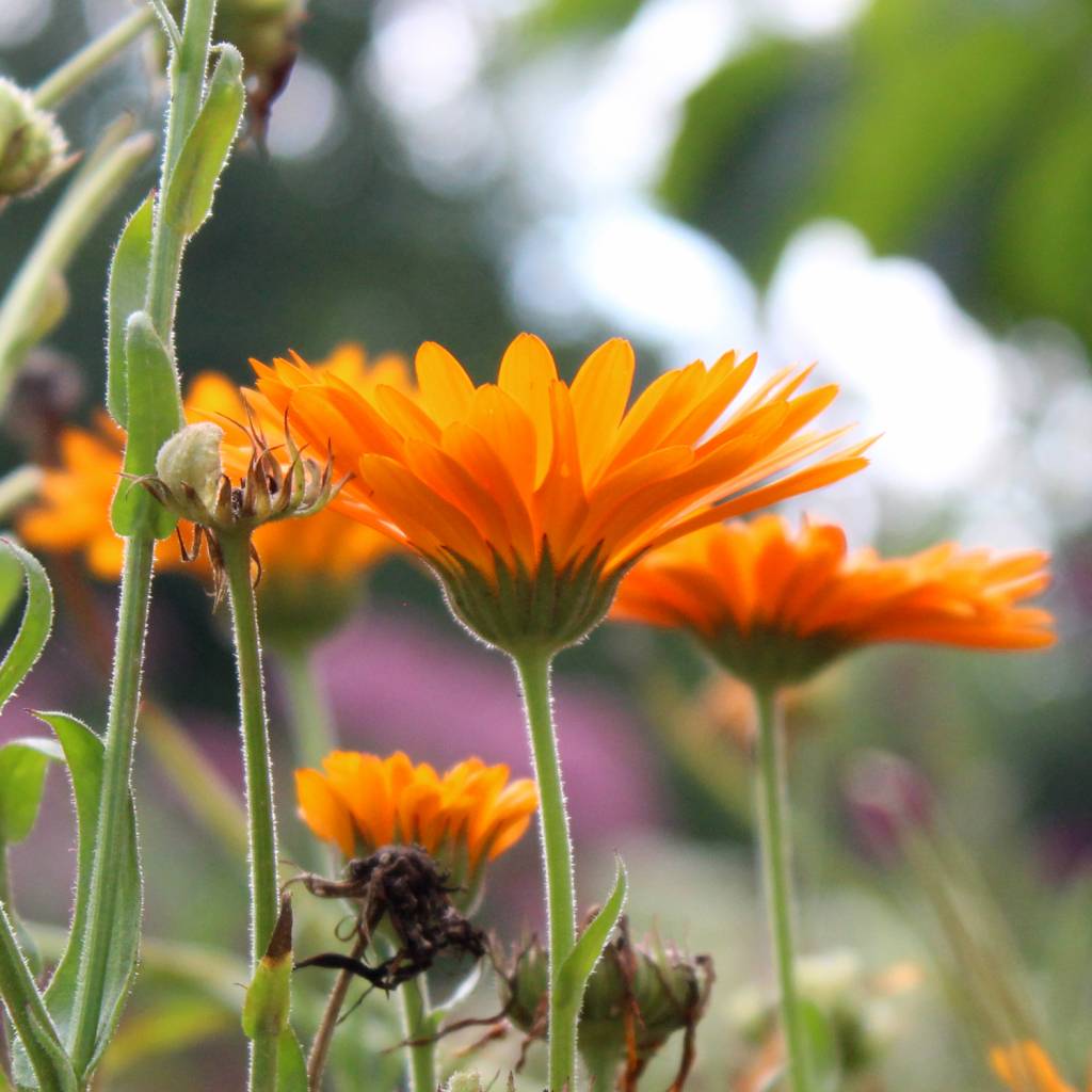 Calendulazeep