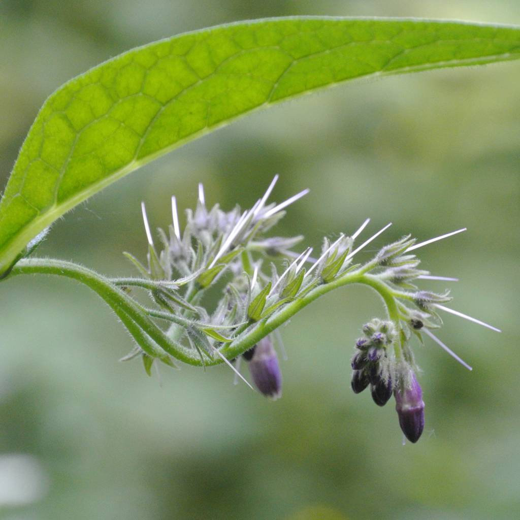 Comfrey